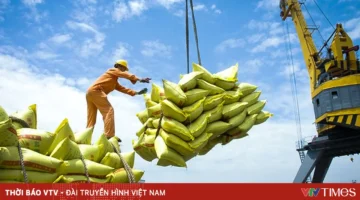 استراتيجيات التكيف الاستباقي لتعزيز قدرة الأسواق على الحد من المخاطر الاقتصادية